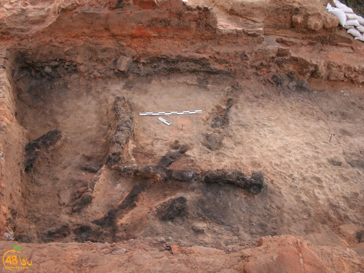 yaffa searchereqja (4).jpg